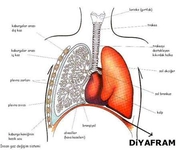 Solunum Sistemi Diyafram Görevi Solunum Sistemi Diyafram Görevi