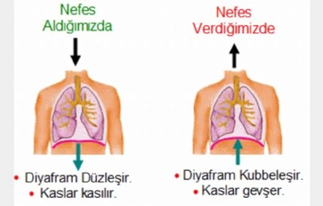 Diyaframdan Konuşma Diyaframdan Konuşma