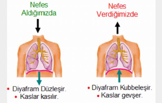 Diyaframdan Konuşma