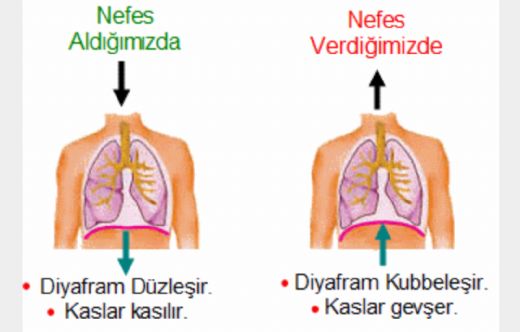 Diyaframdan Konuma