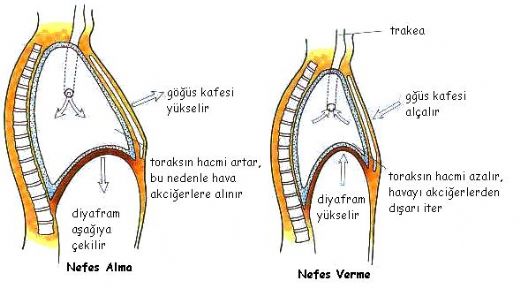 Diyaframdan Nefes Alma