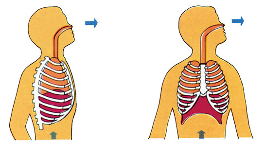 Diyafram Nerede ve Görevi Nedir?