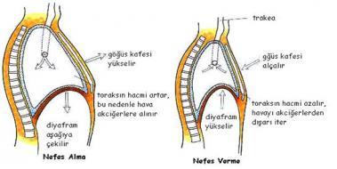 Diyafram Kası Görevleri Diyafram Kası