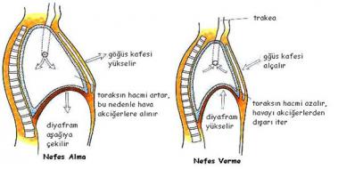 Diyafram Kas