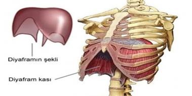 Diyafram Nedir