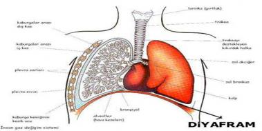 Solunum Sistemi Diyafram